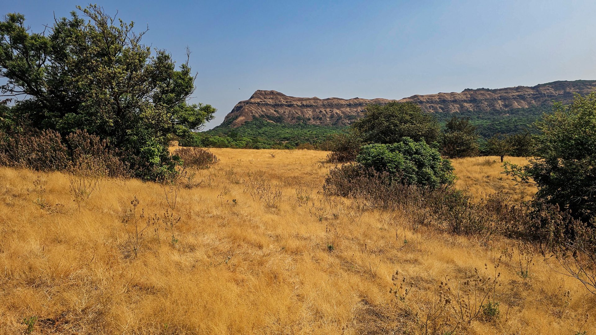 Dry grass and brown mountain under blue sky.