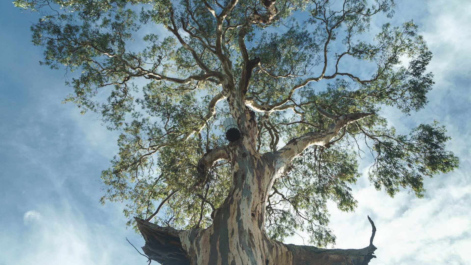 A towering eucalyptus tree.
