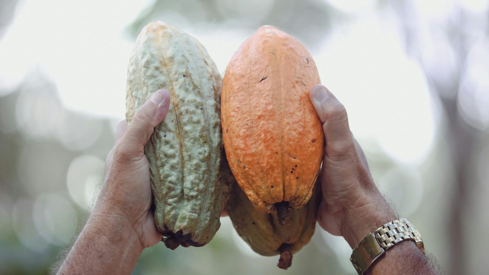 When we think of chocolate, why do we never think of Honduras?