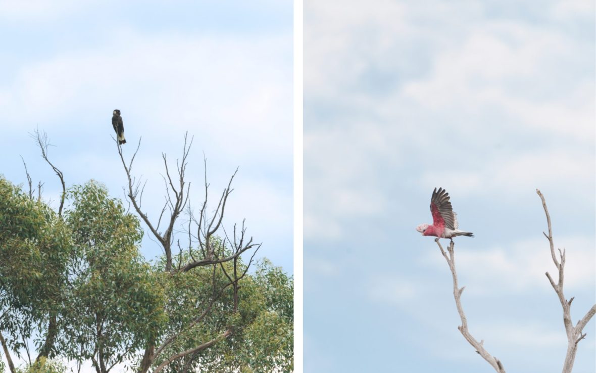 Cockatoos against blue sky.