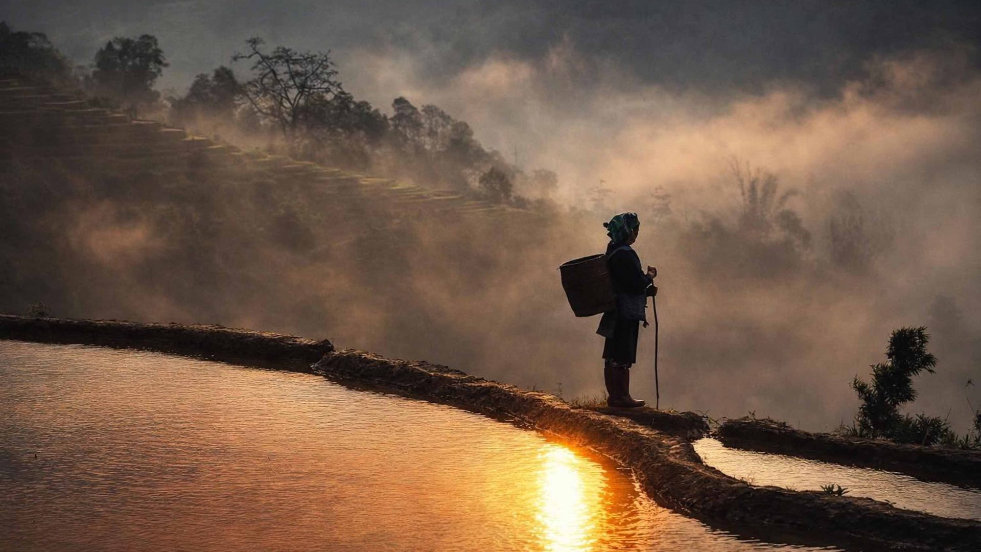 A silhouetted woman wearing a basket on her back looks out over rice fields at sunset.