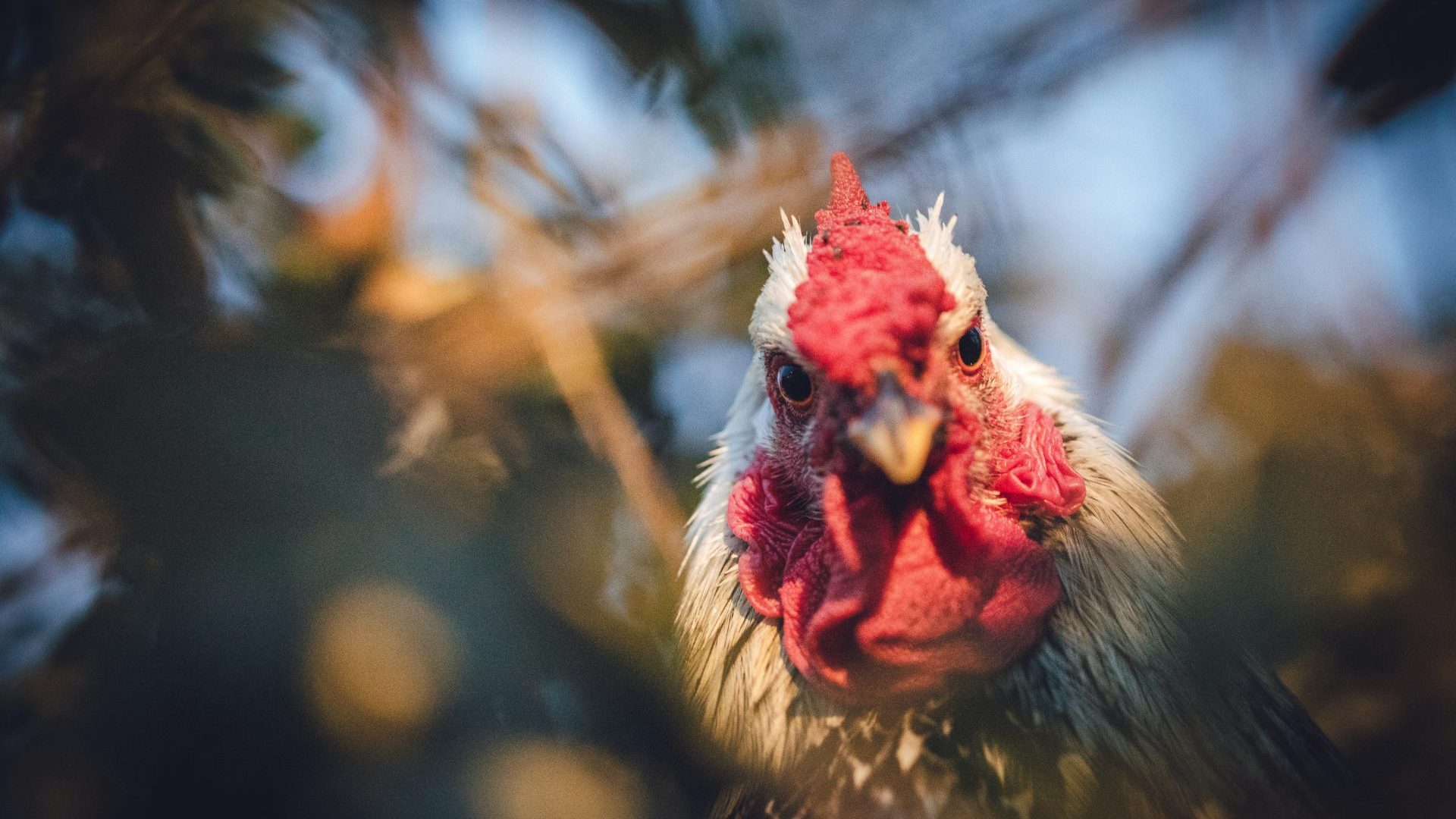 Chicken with red and white head.