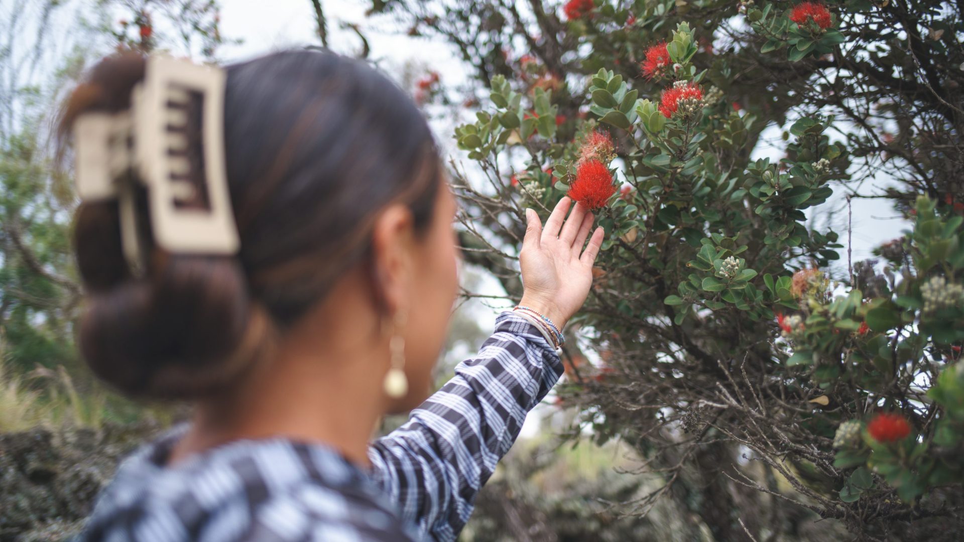 Woman reaches out to touch a tree with fiery red blossoms.