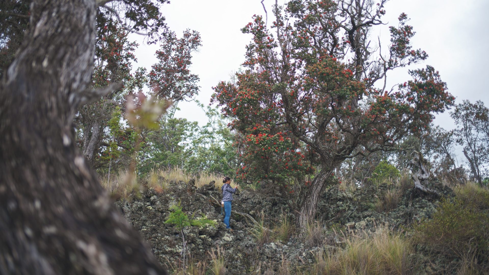 A tree with fiery red blossoms grows through black volcanic rock.