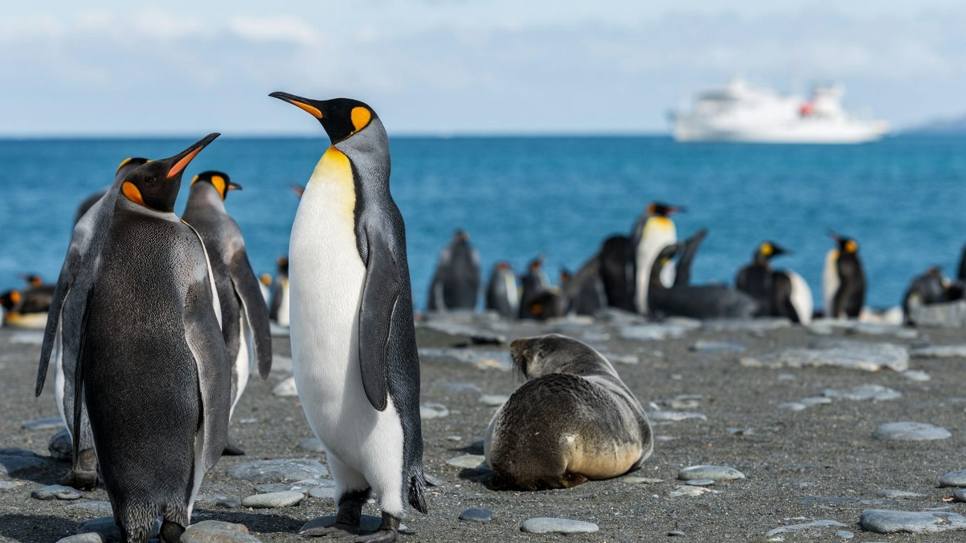Close-up of penguins on the shore