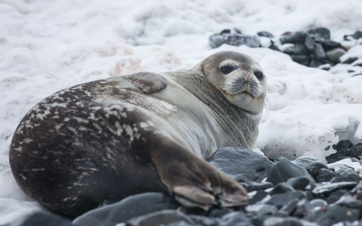 There are six species of seal in Antarctica and surrounding waters.