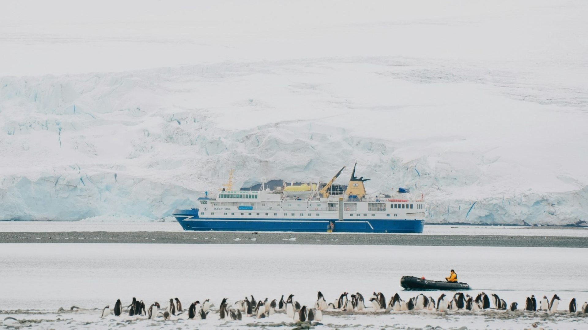 Penguins in the foreground and a cruise ship in the background.