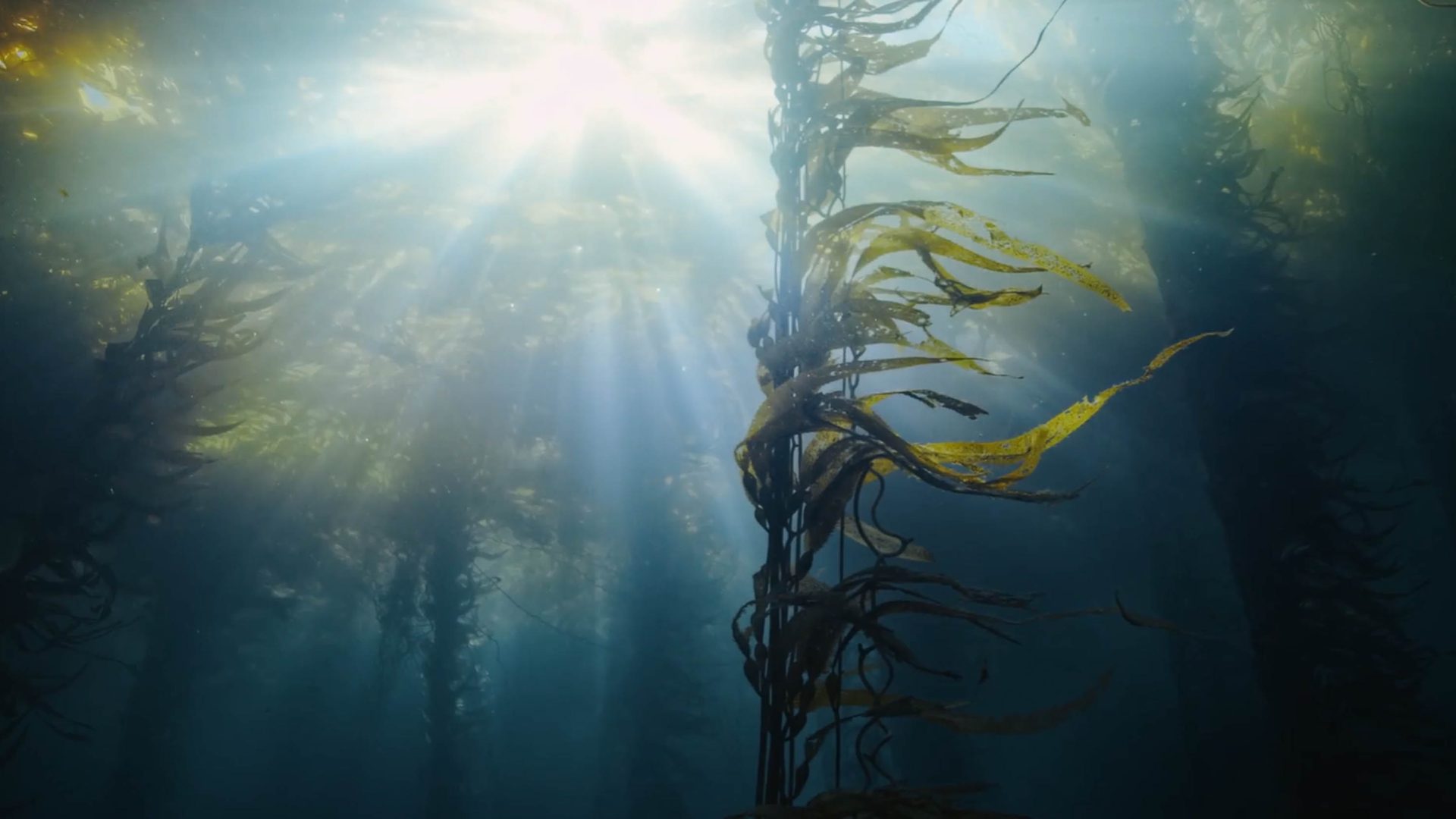 Light shines through the water onto a kelp forest.