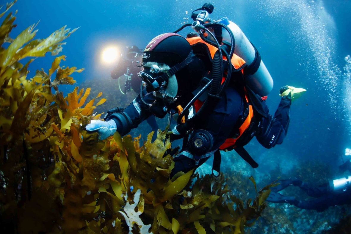 A scuba diver touches some kelp.