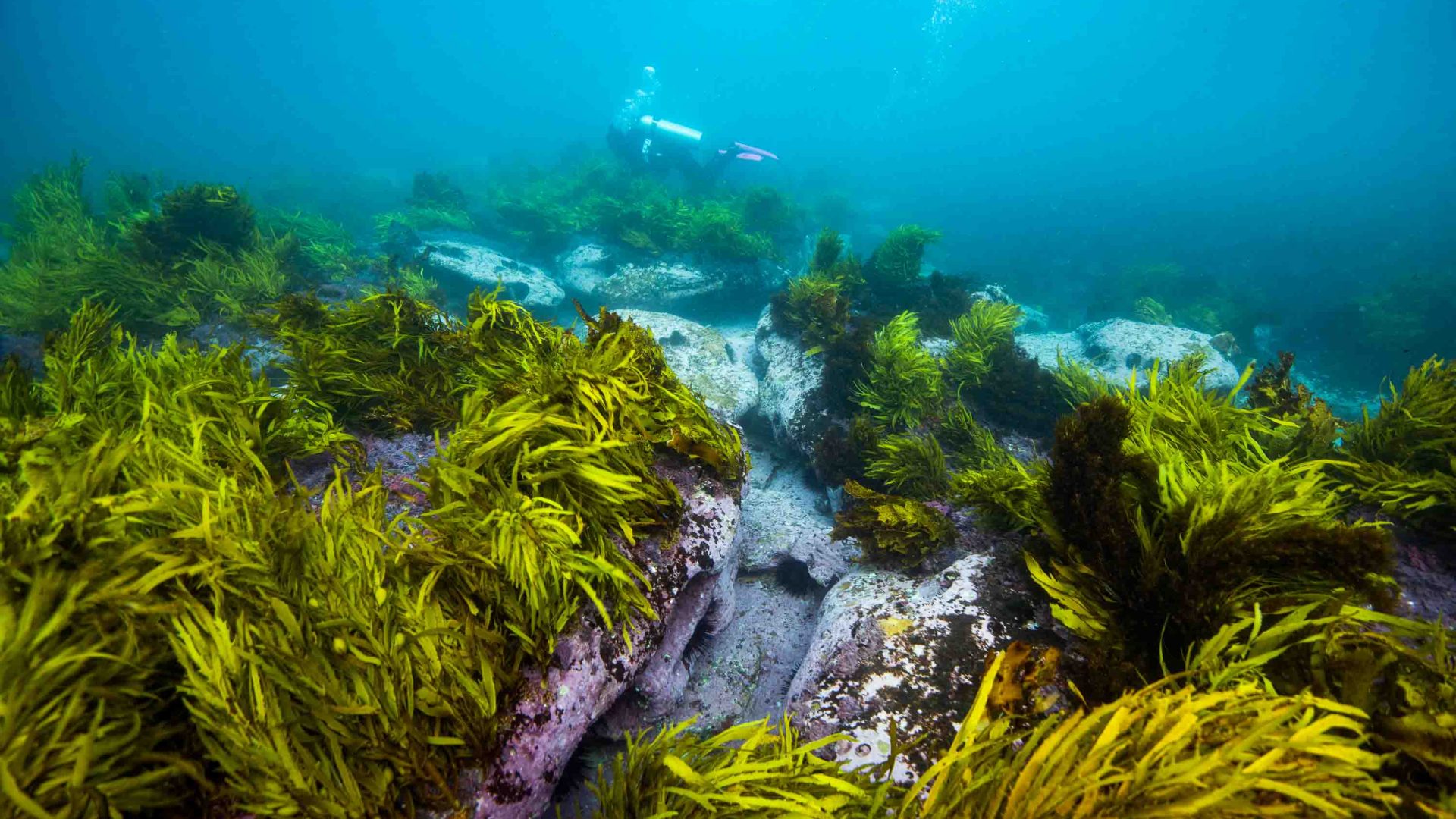 Kelp growing below the water with a scuba diver in the distance.