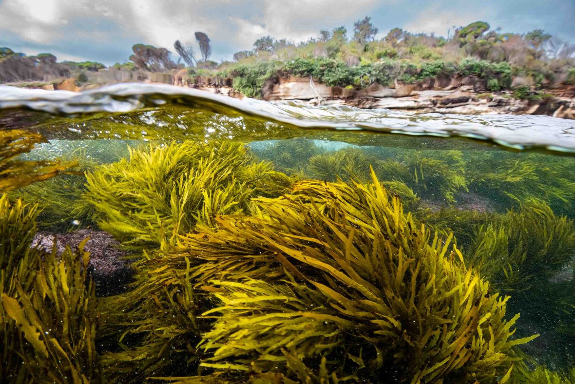 Sydney’s seaweed forests are bouncing back. Now it’s time to give them a name