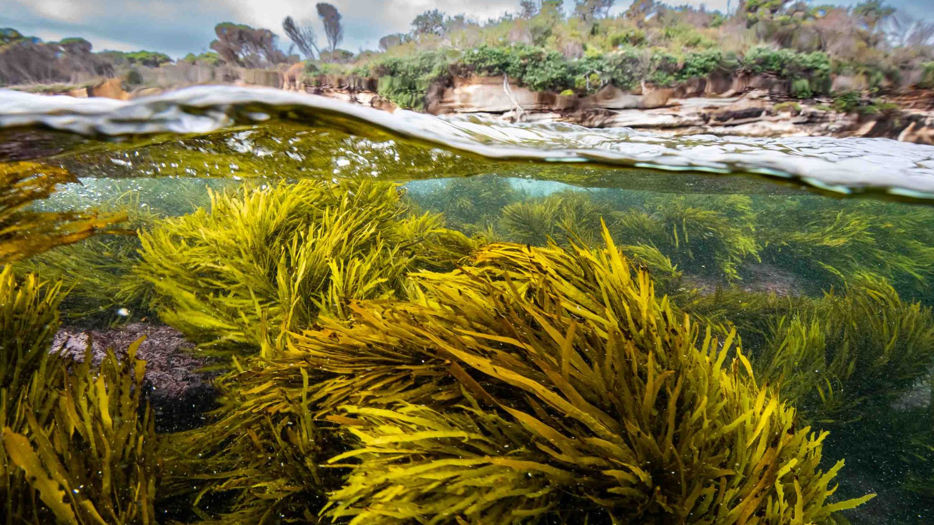 Sydney’s seaweed forests are bouncing back. Now it’s time to give them a name