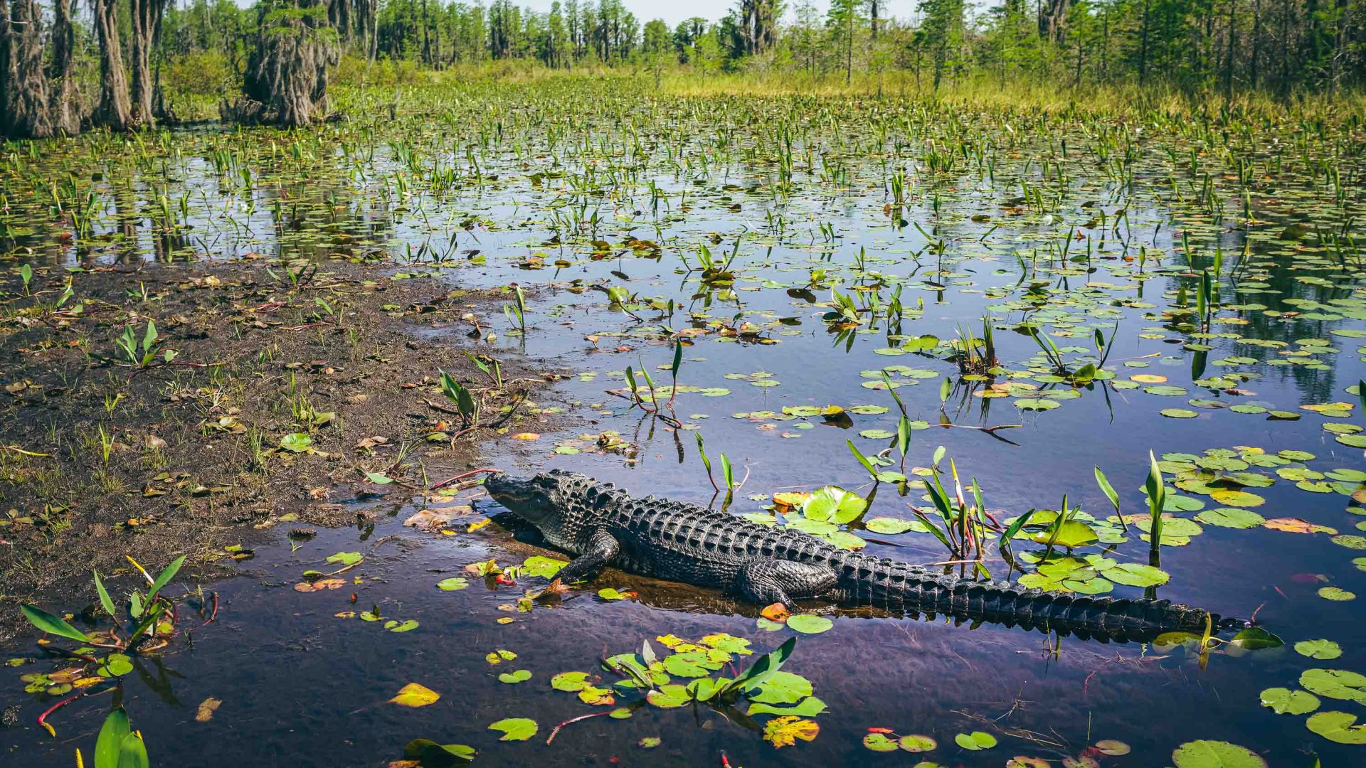 An alligator in some shallow water surrounded by lillies.