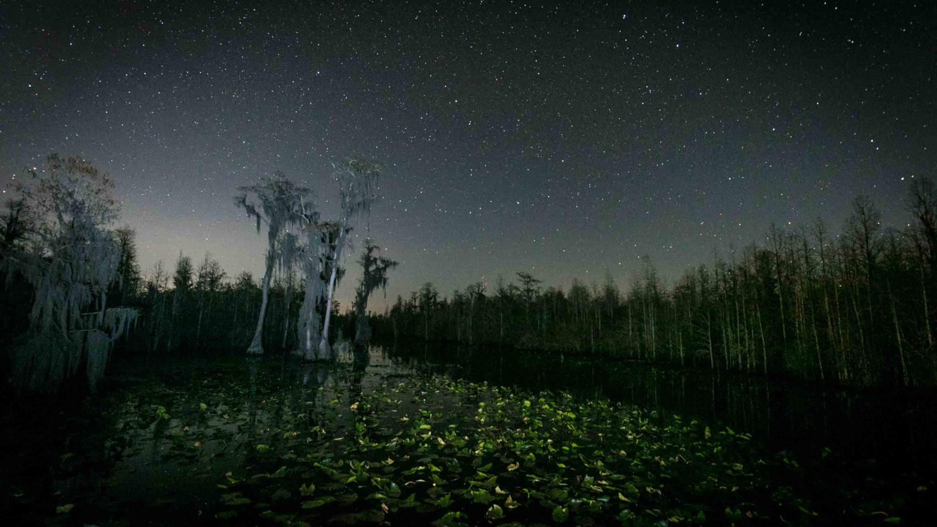 Trees below a night sky filled with stars.