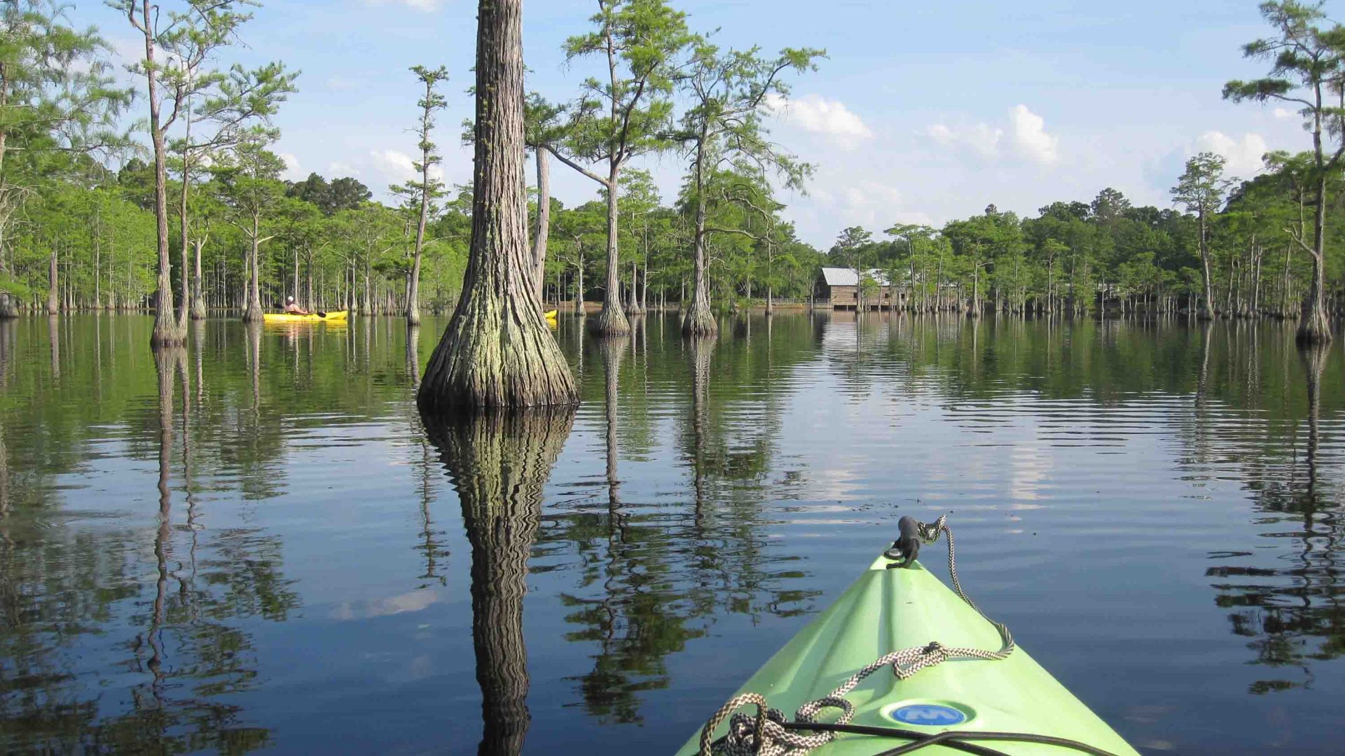 A green canoe moves through the water toward a tree in the water.