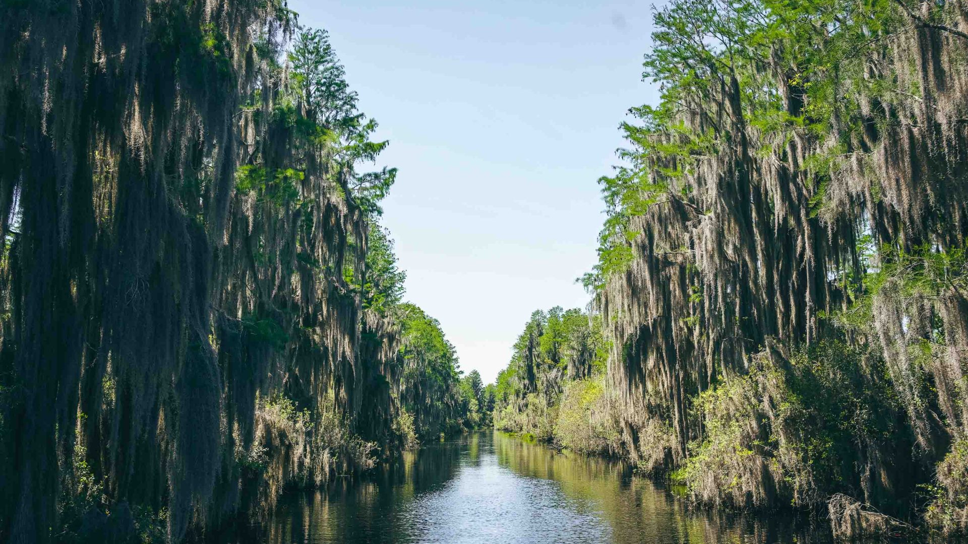 Spanish moss hangs from cypress trees.