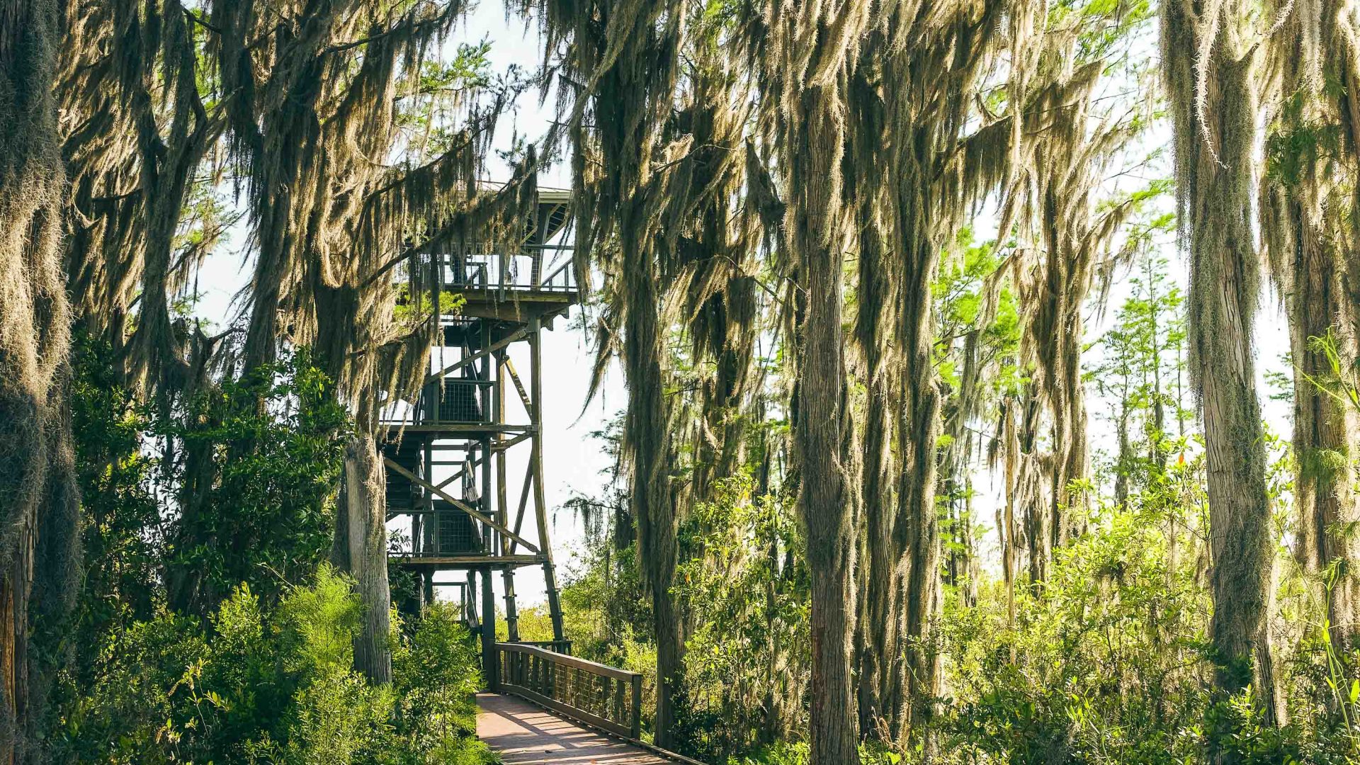 A tower can just be seen through trees draped with Spanish moss.