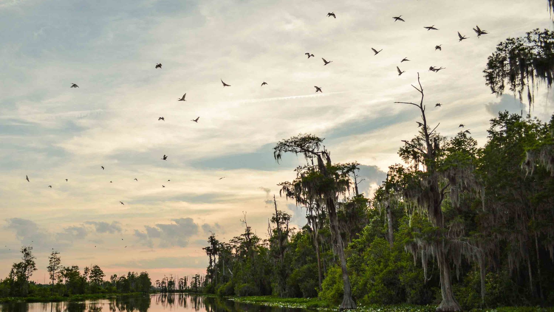 Birds fly across an orange sky at sunset. Trees line the shore of the water.