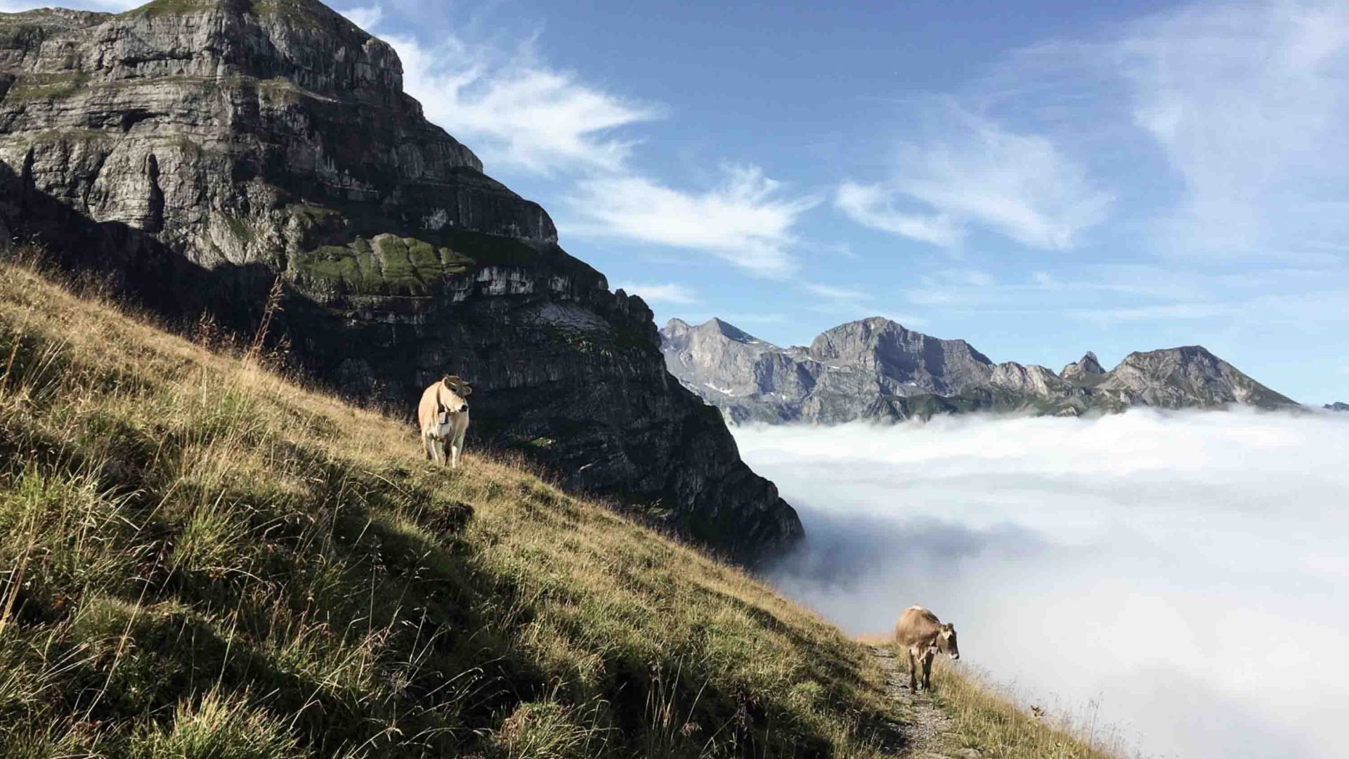 Cows on a mountain that is shrouded in clouds.