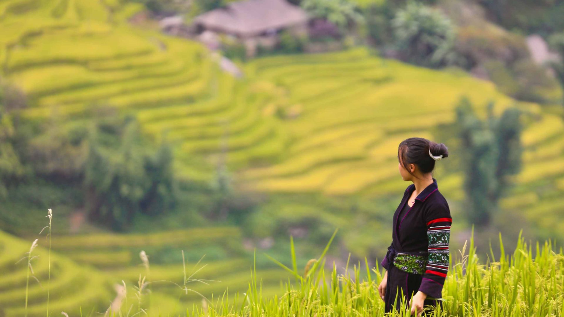 A woman wearing blue clothes looks out at the rice fields.