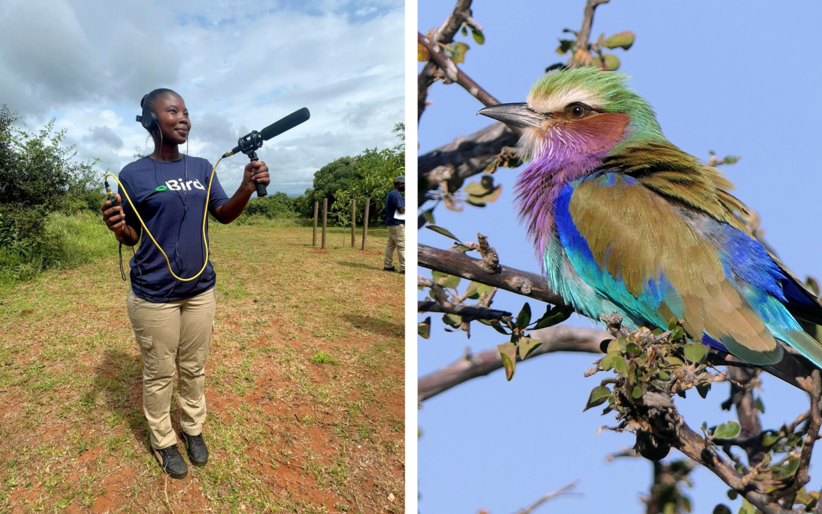 Left: Woman holds sound recording device; Right Multi-colored bird sits in tree