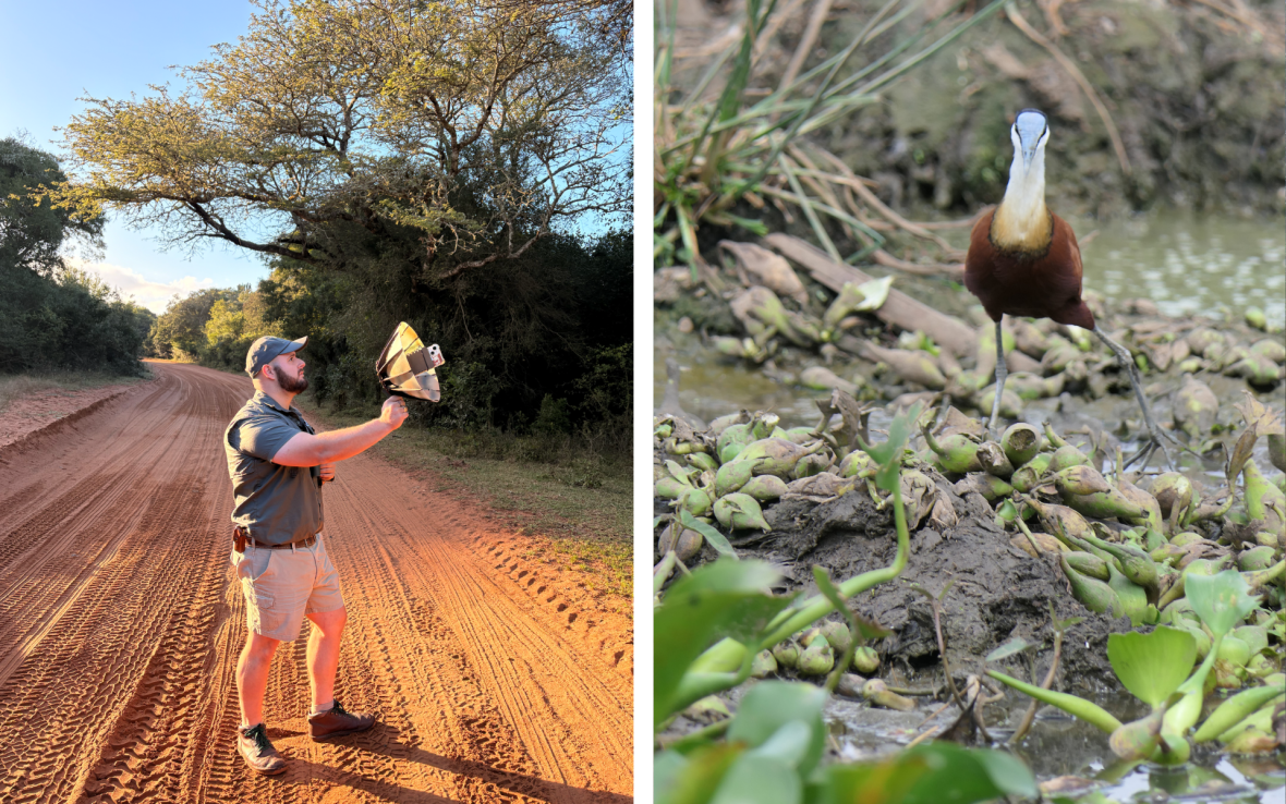 Left: Man holds recording device; Right: Long legged bird with brown body and white neck known as an African jacana