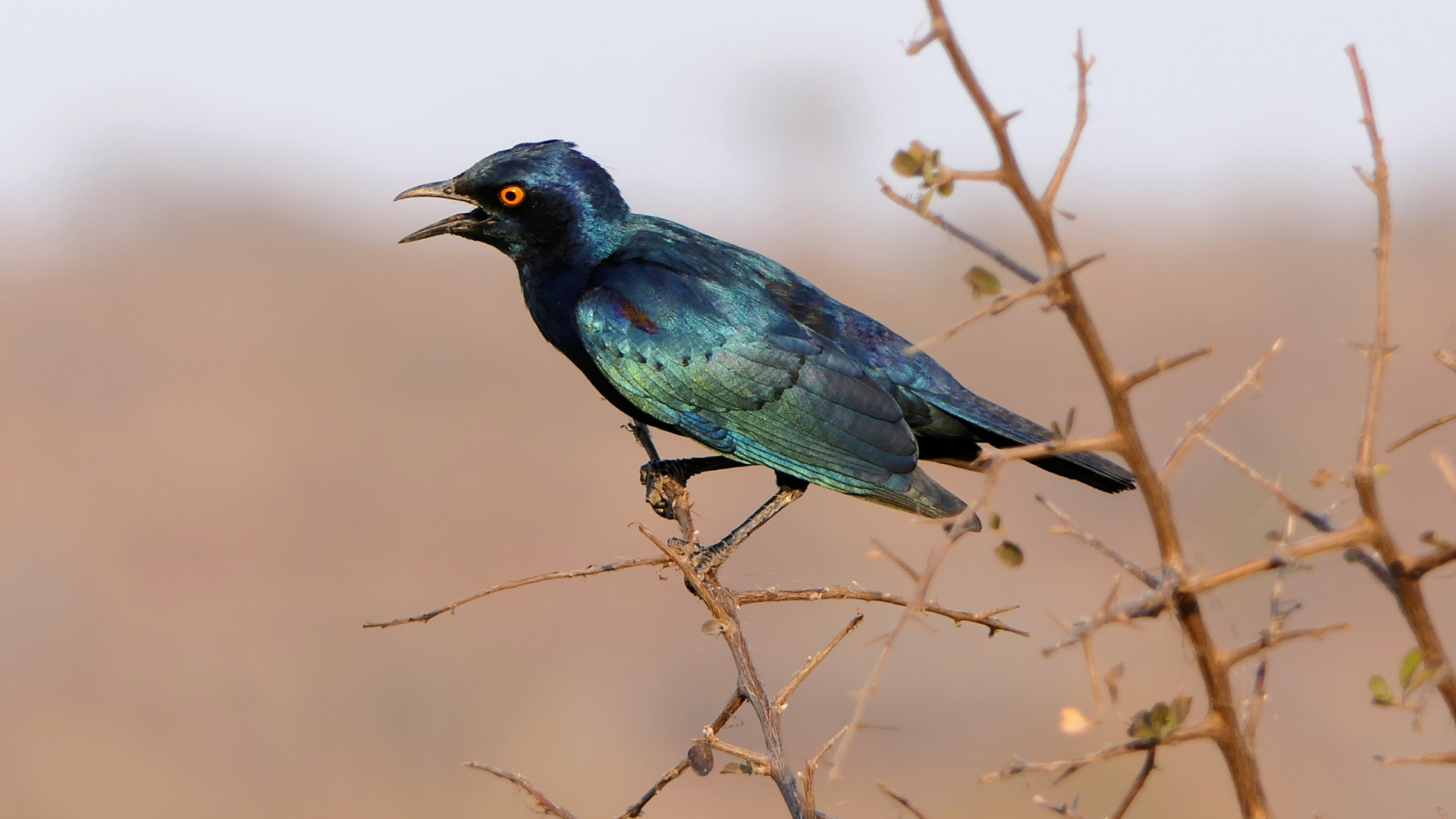 Black and green bird on tree.
