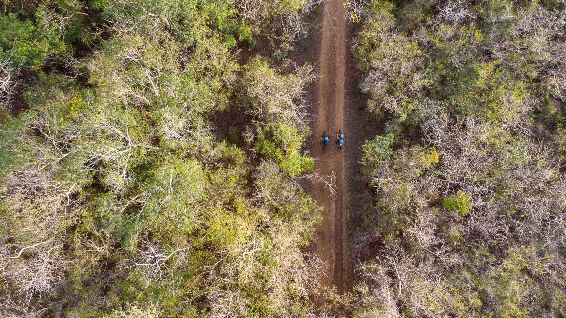 A drone photo of people walking along a road surrounded on all sides by jungle.