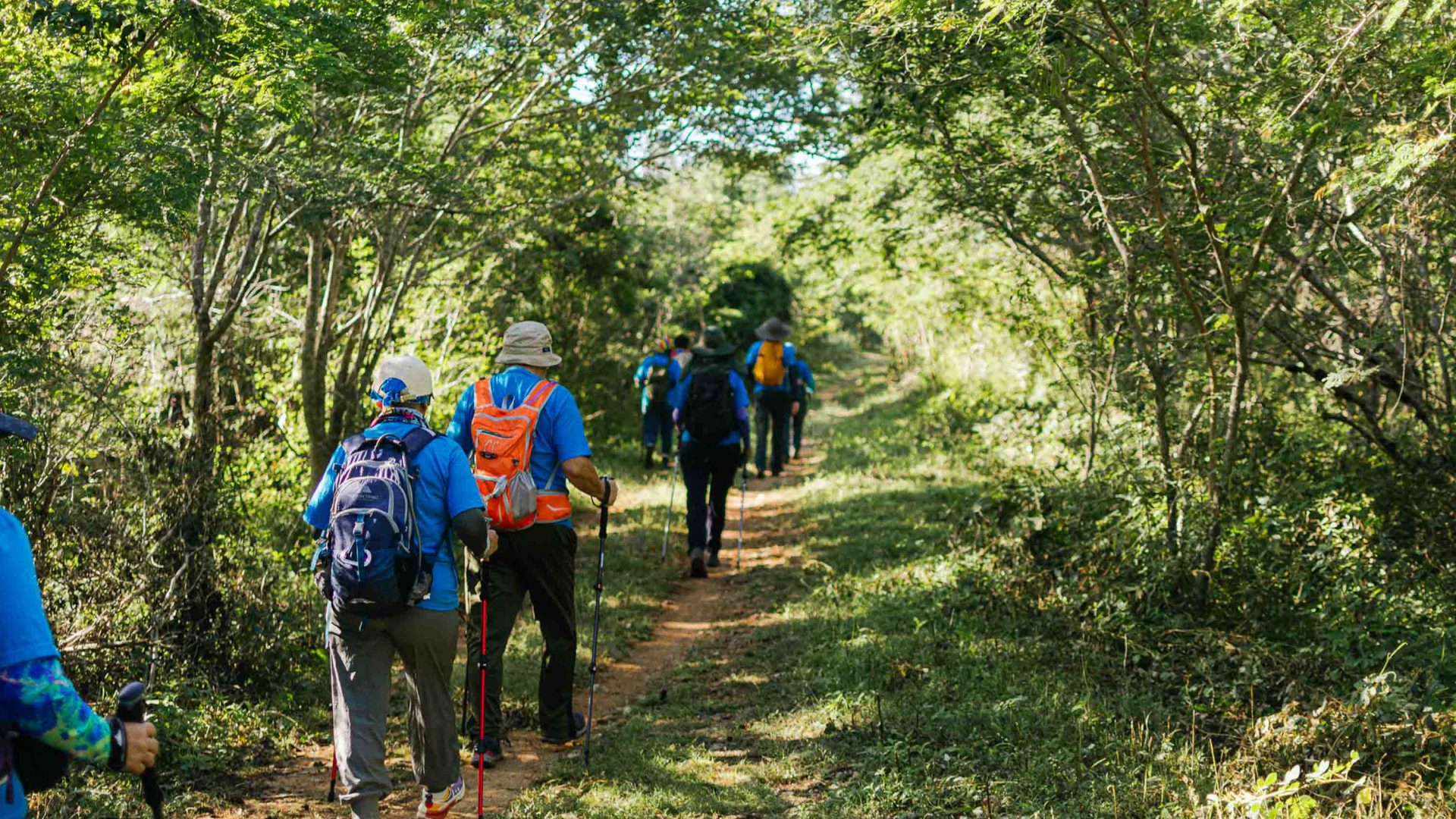 A row of hikers walk through trees.