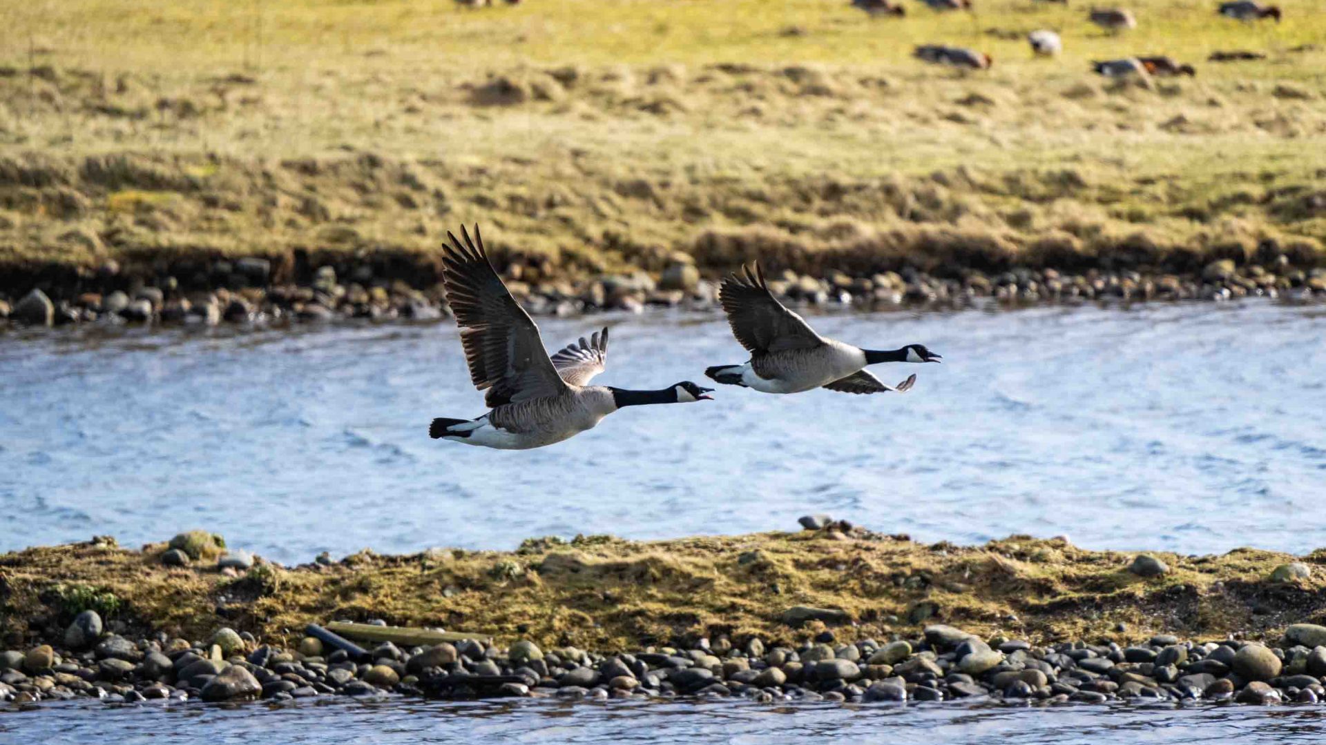 Two birds fly just above the water.