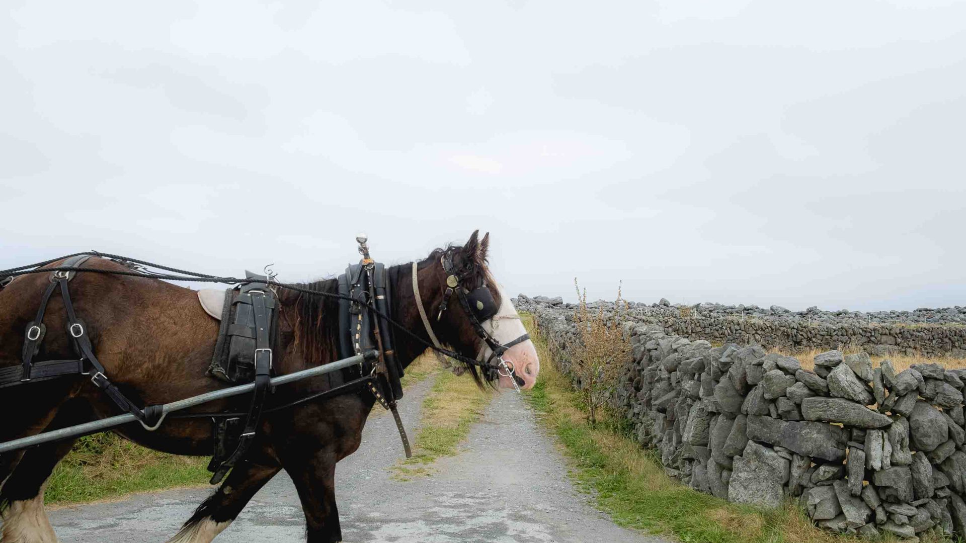 A horse walks toward a stone wall.