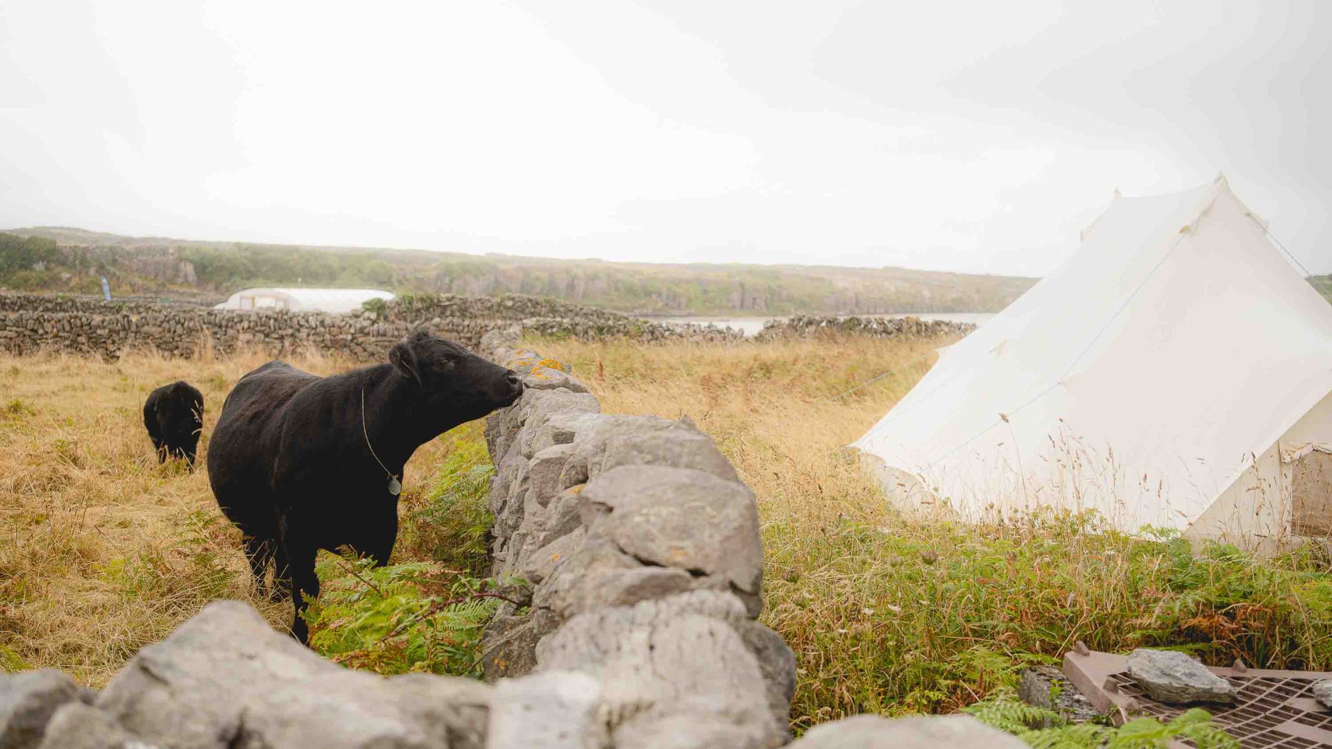 A cow looks over a low stone wall at a white yoga tent.