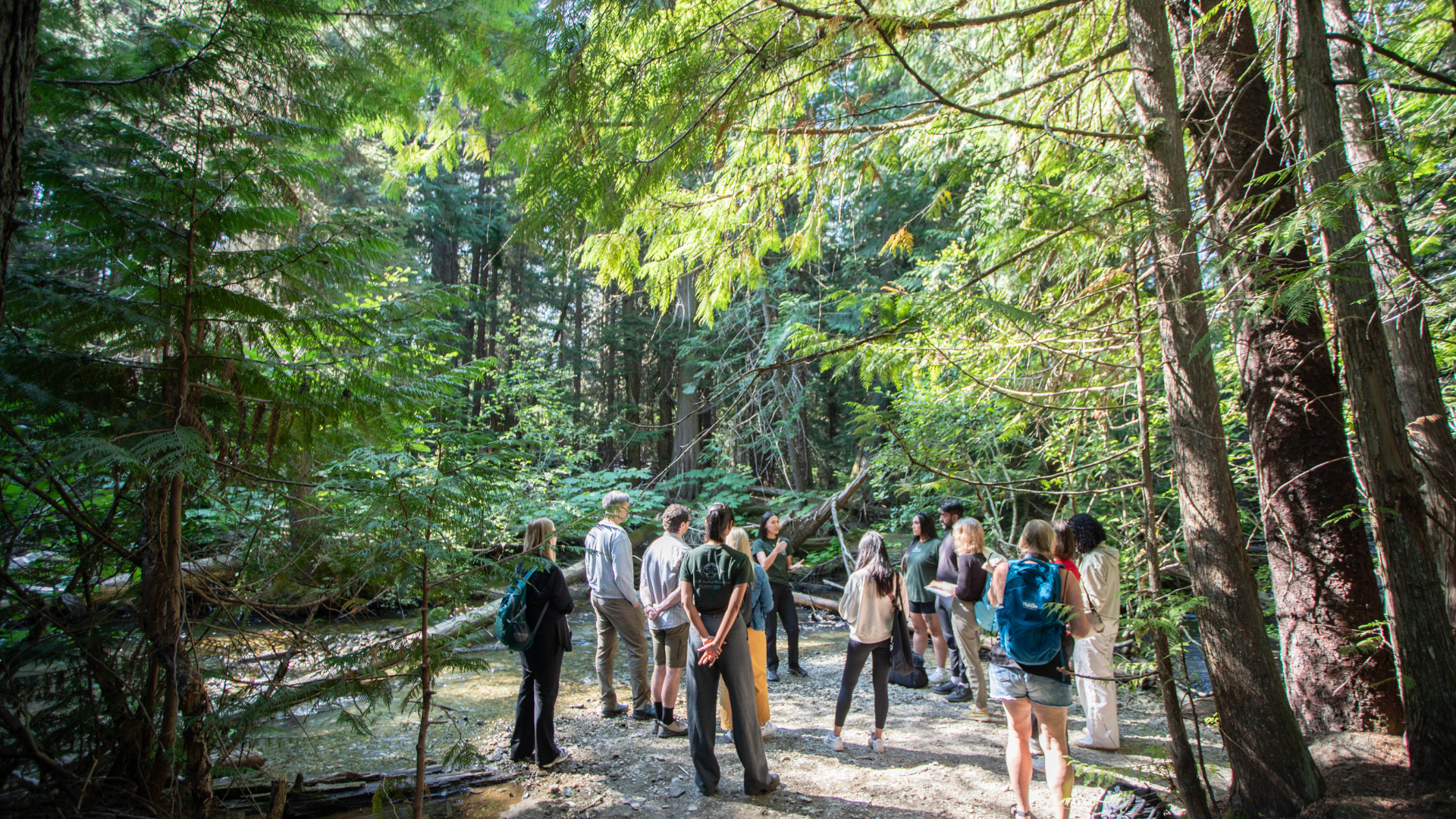 Group walking beneath tall trees