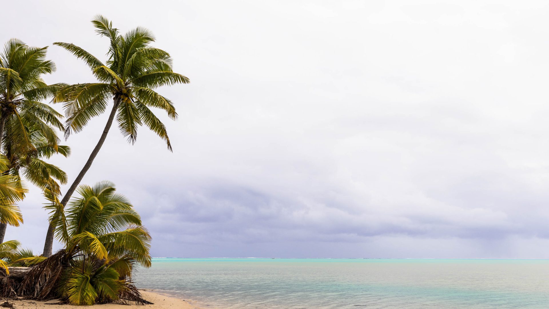 Palm trees and sand over still turquoise water.