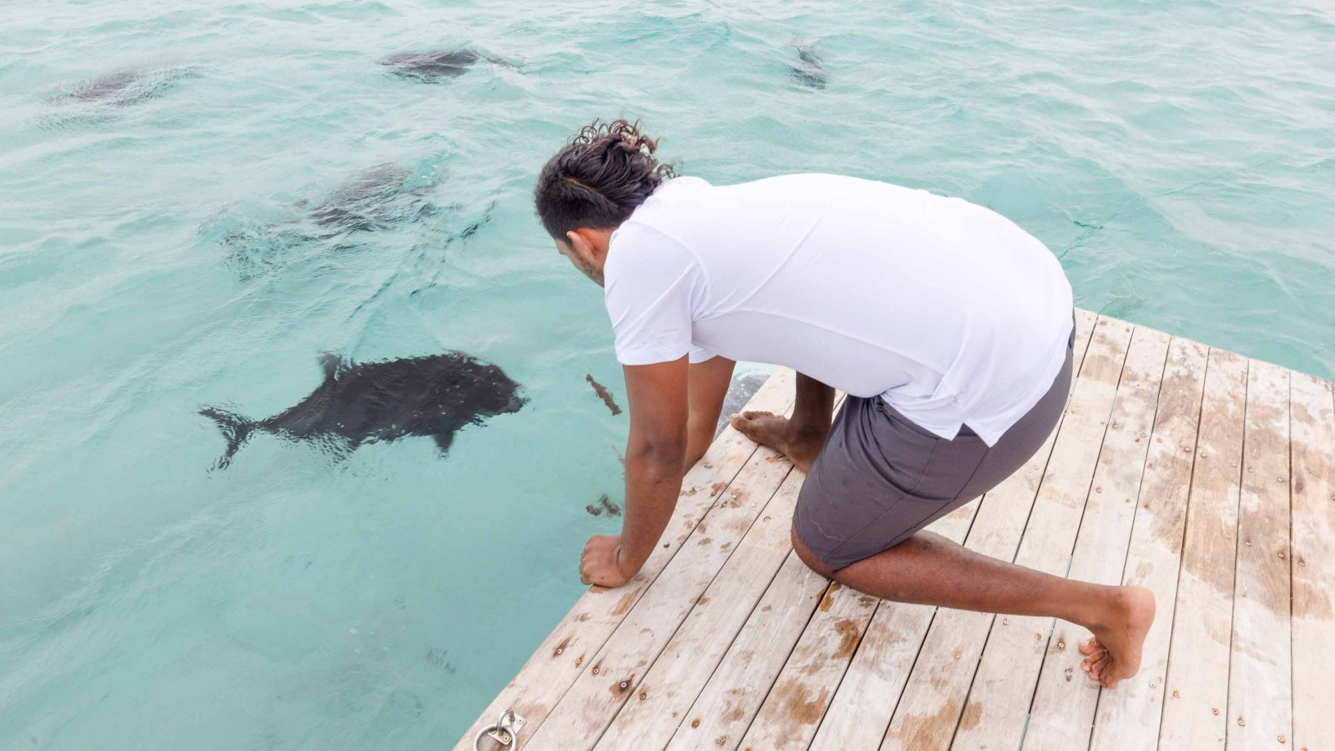 A man leans down on a jetty where big flack fish swim in the turquoise water below.