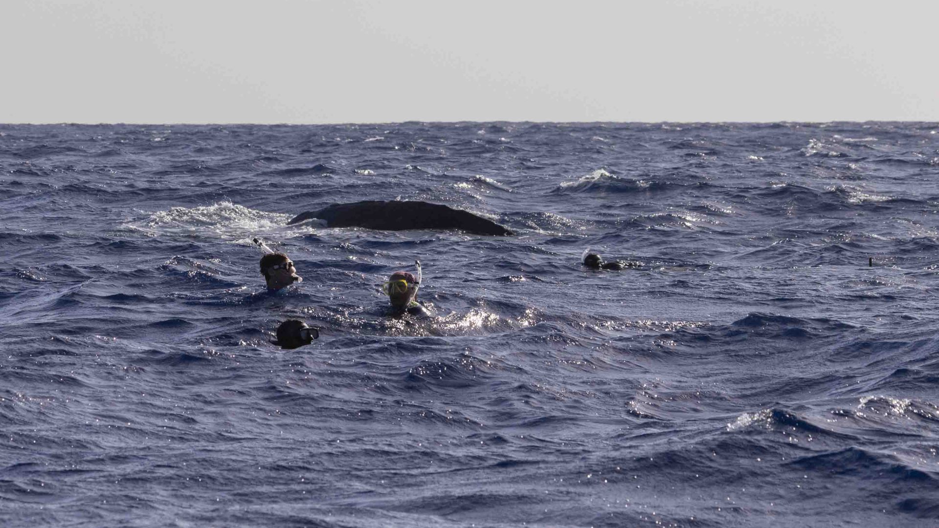 A few people in the water are seen alongside a whale in the water.