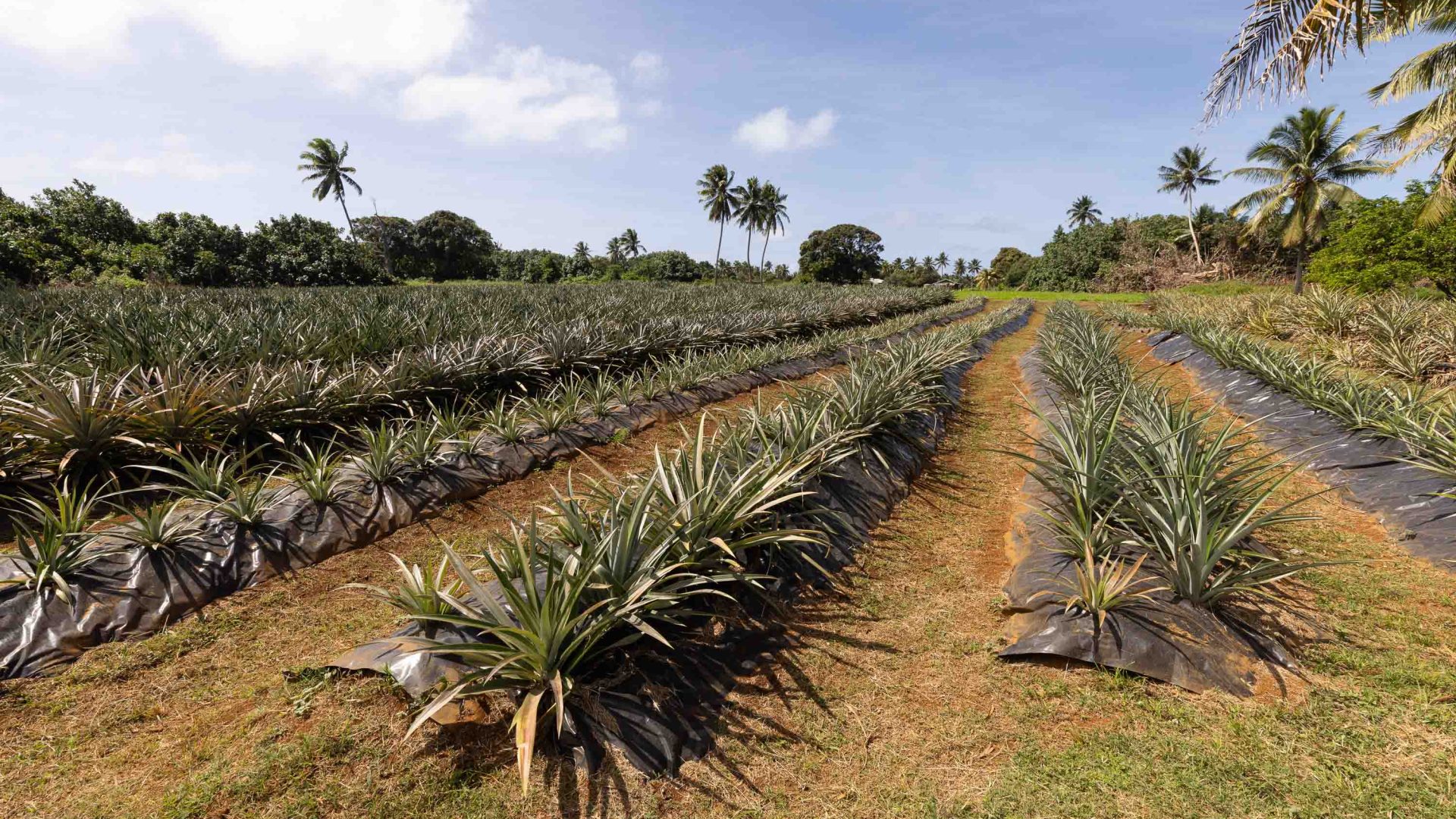 Pineapple plants grow in a row in a field.
