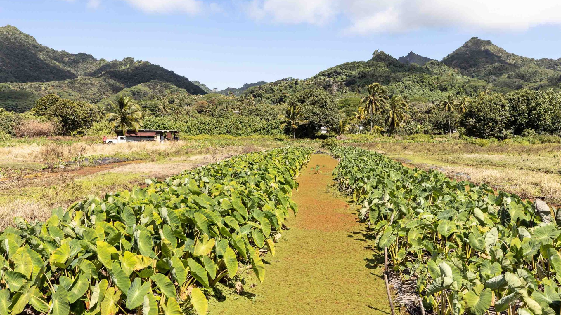 Taro plants growing in a row in fields.