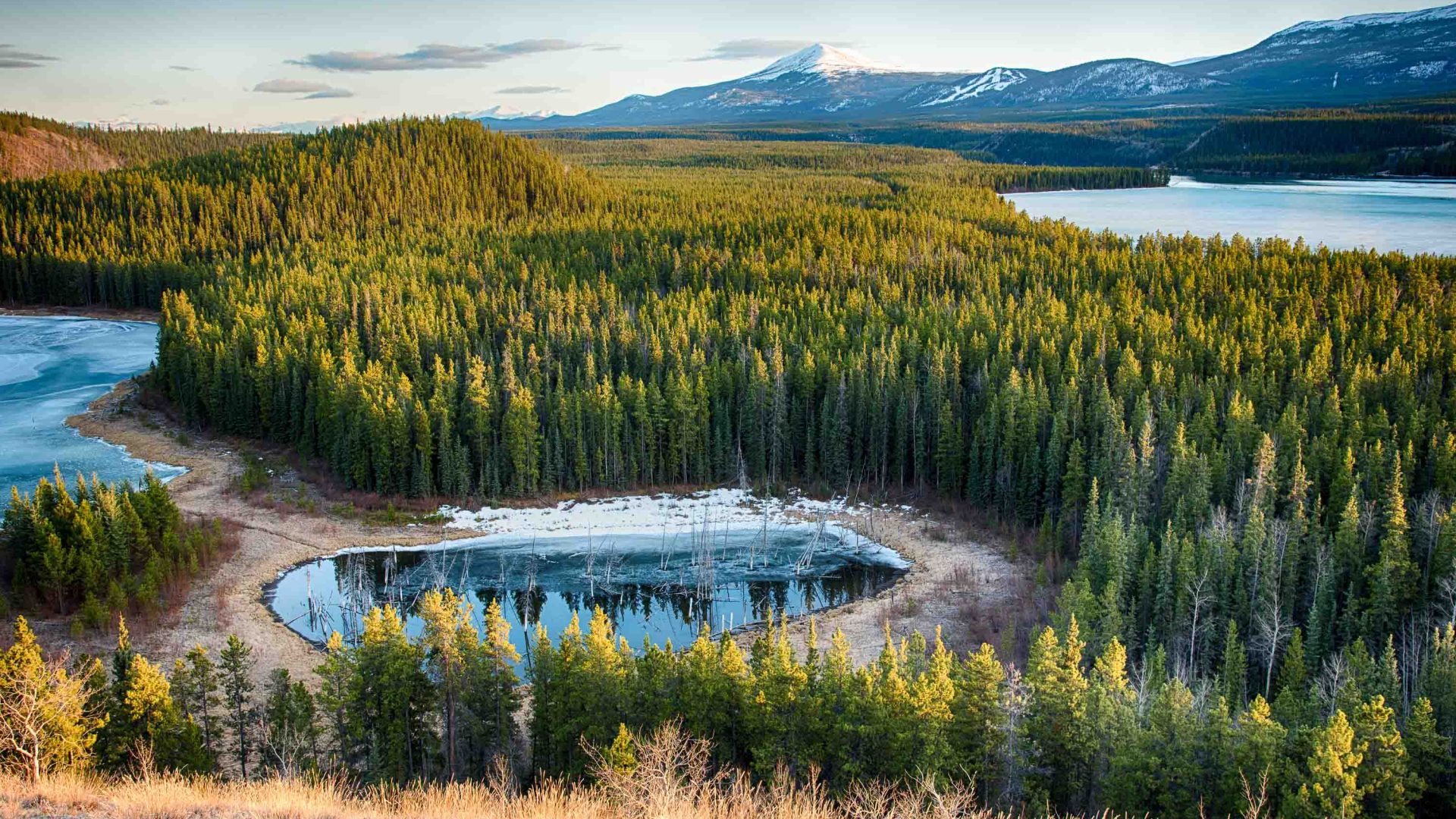 A lake surrounded by pine trees.