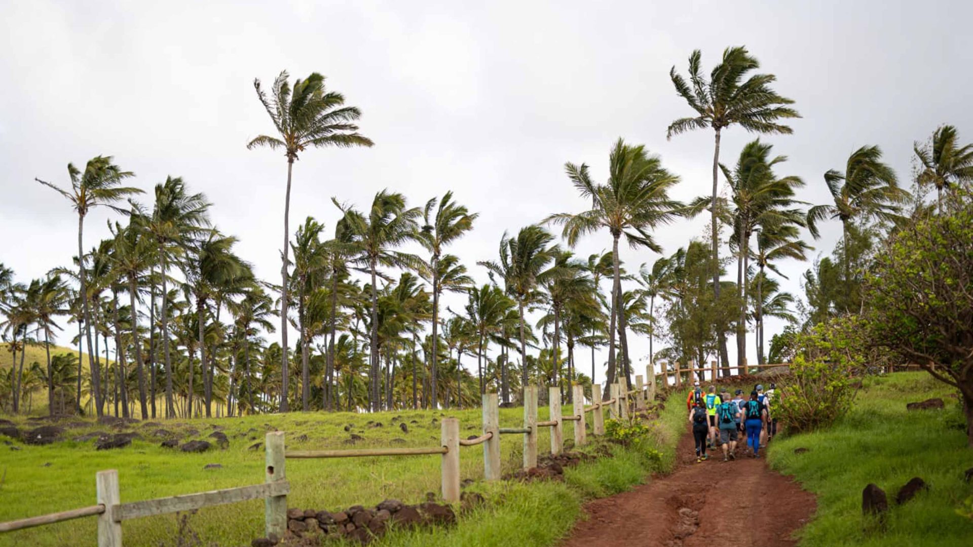 A group of tourists hiking past palm trees.