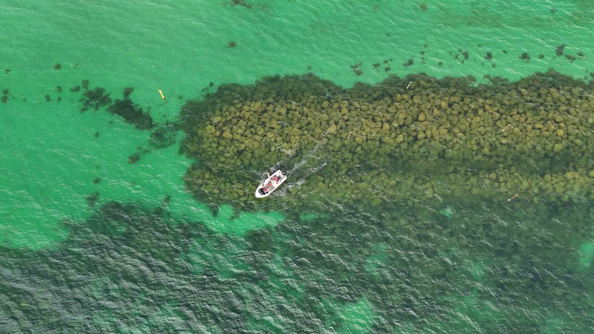 This Danish island became carbon-negative in under a decade. Now locals are building a reef to bring back marine life