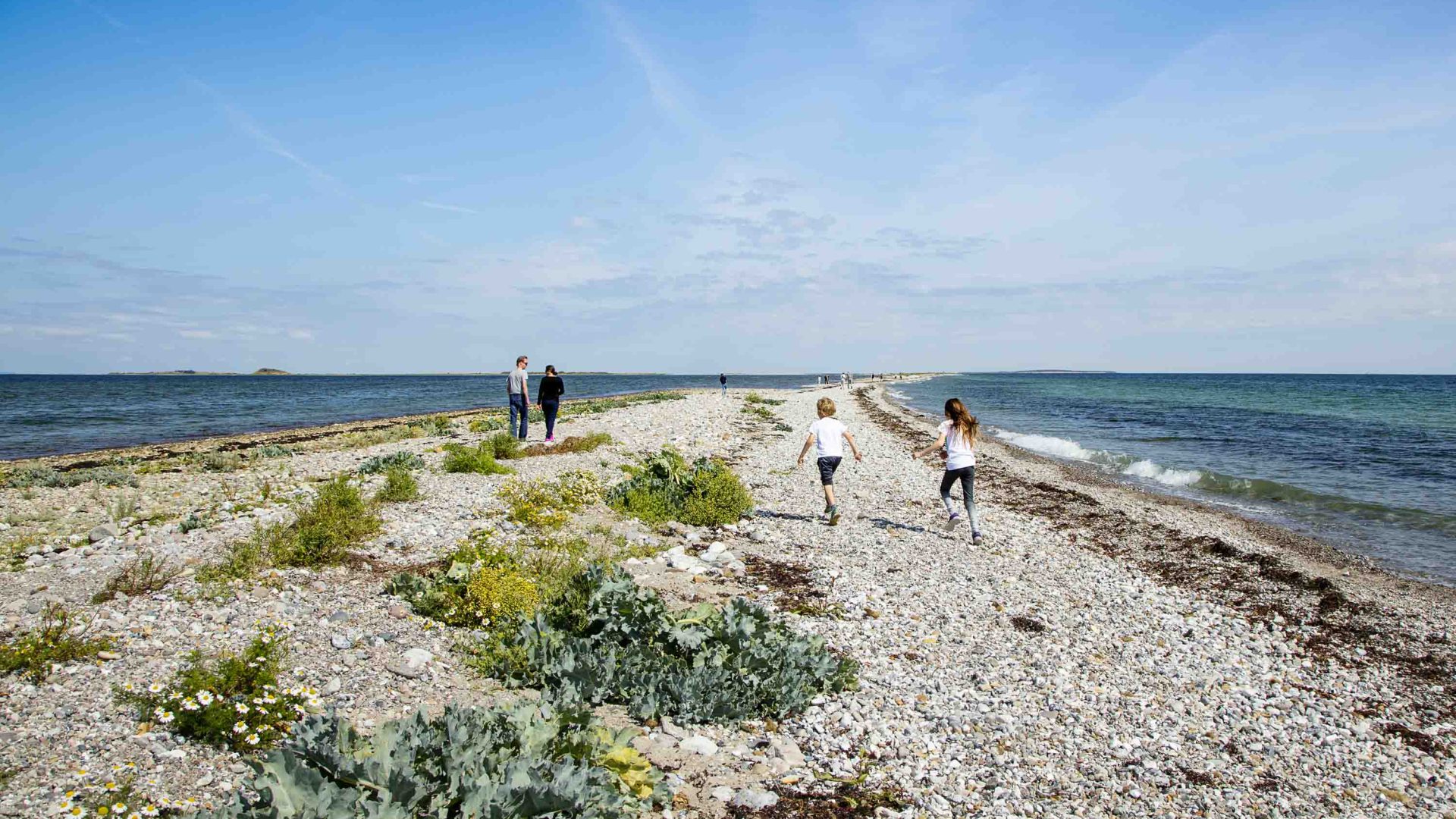 Two adults and two children walk along a shoreline scattered with shells.