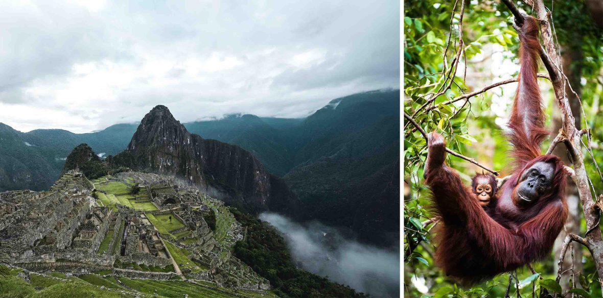 Left: The ruins of Machu Picchu on a cloudy day. Right: A mother and baby orangutang in a tree.