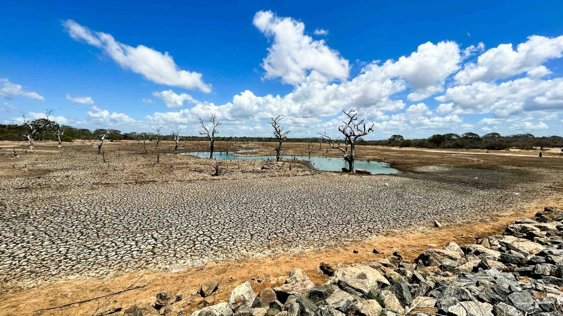 A drought stricken lake with parched earth and trees close to the small remaining pool of water.