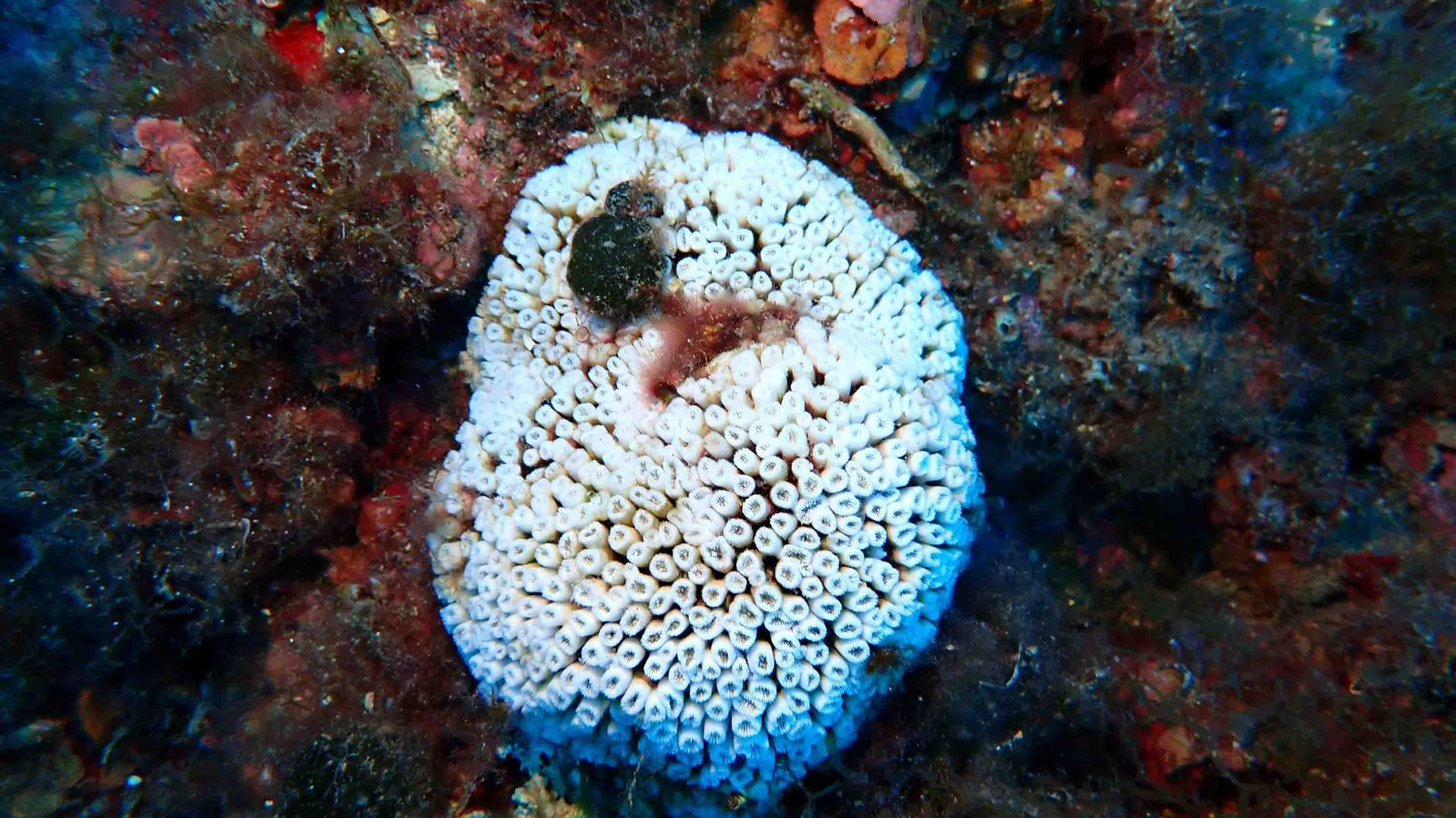 Bleached white coral surrounded by coral of deep reds and browns.