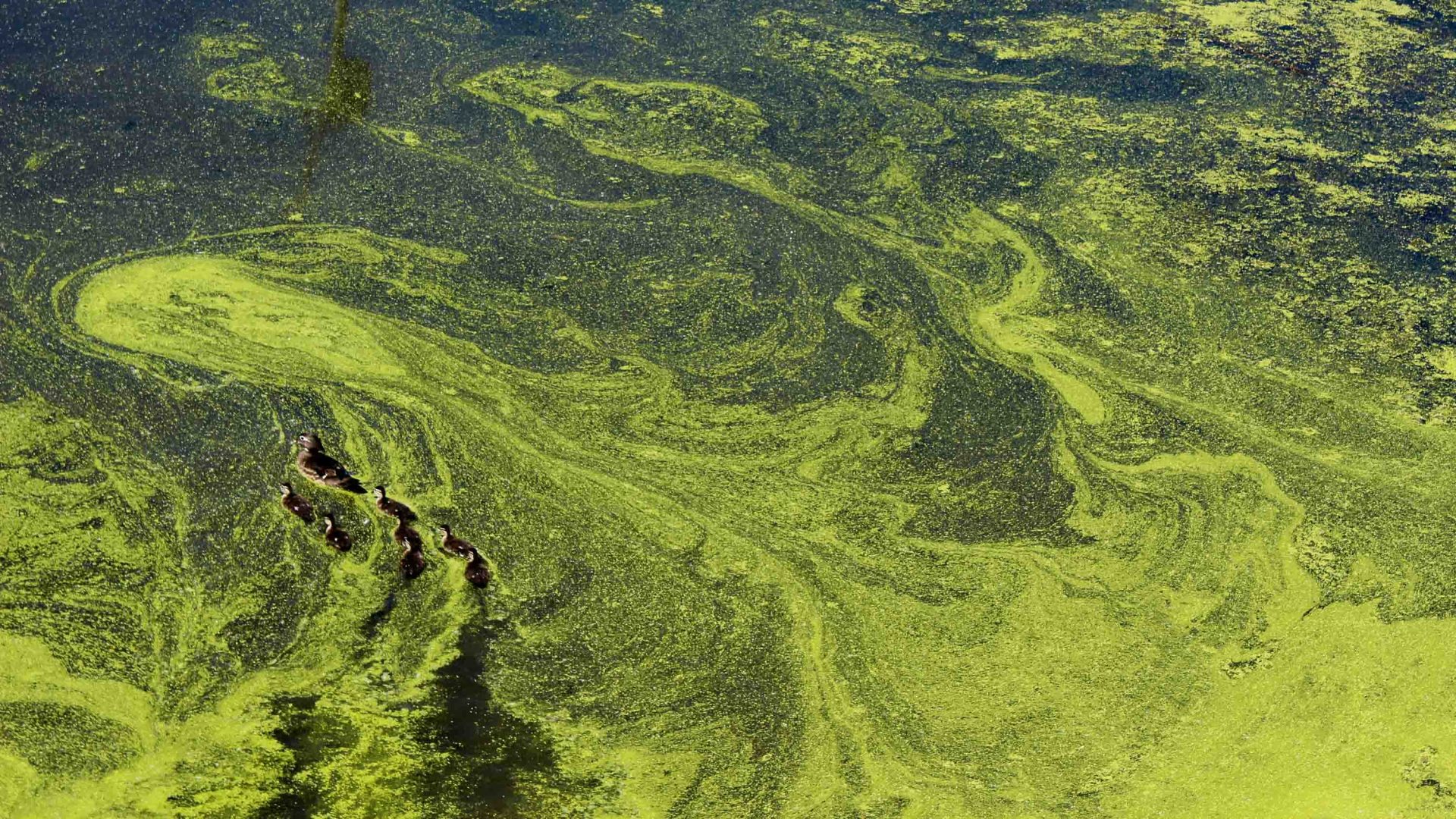 Many of Britain’s waterways are too filthy for kids to play in. What can we learn from France?