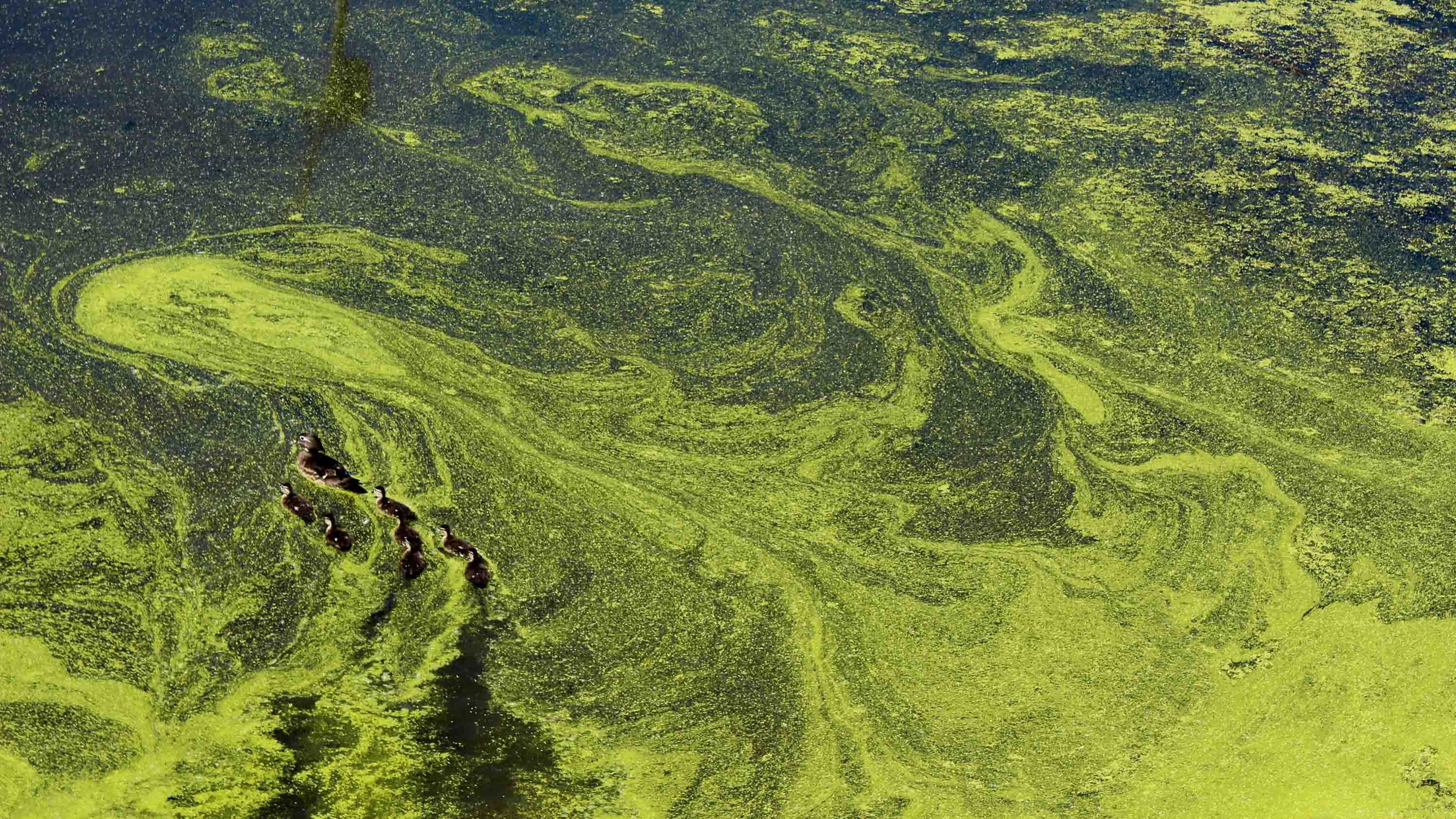 Many of Britain’s waterways are too filthy for kids to play in. What can we learn from France?