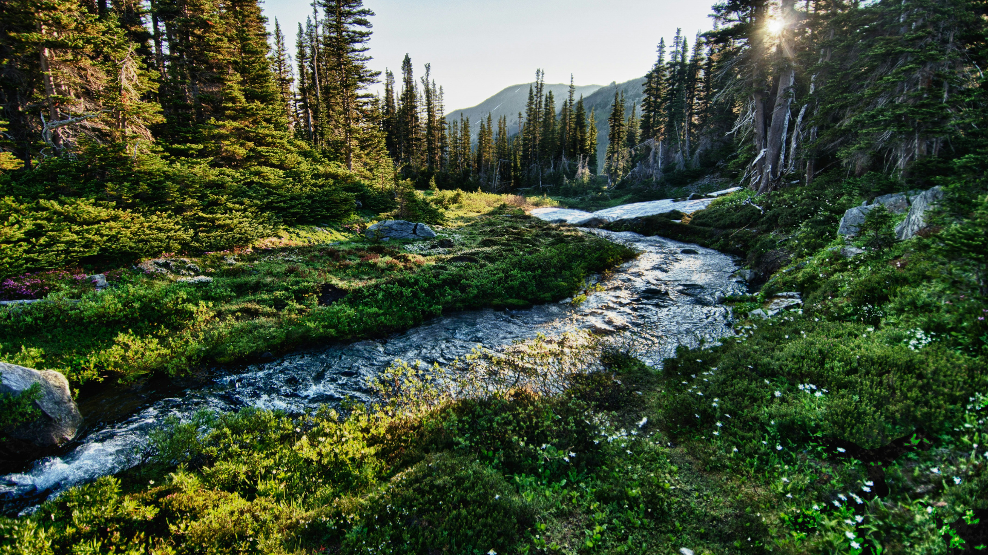 Stream running through green forested landscape