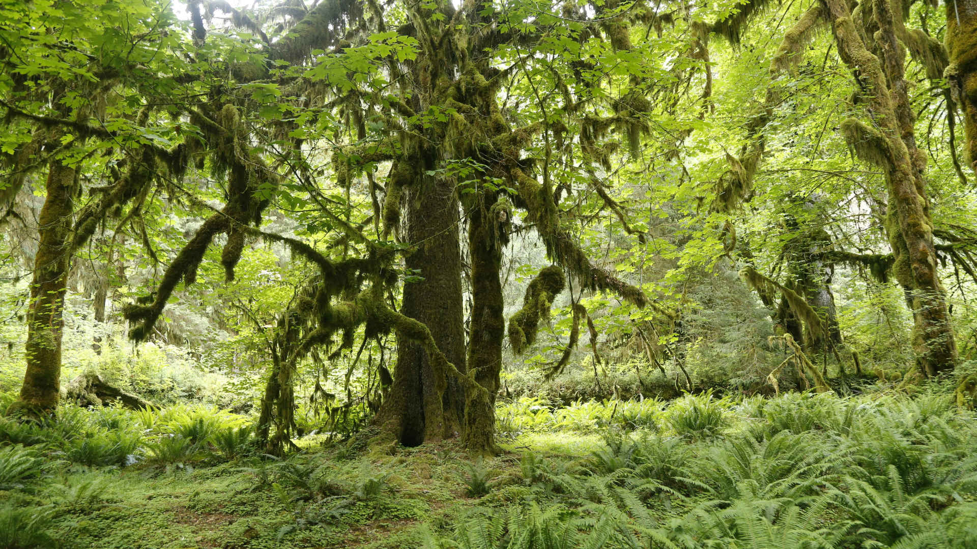 Lichen and moss rainforest landscape
