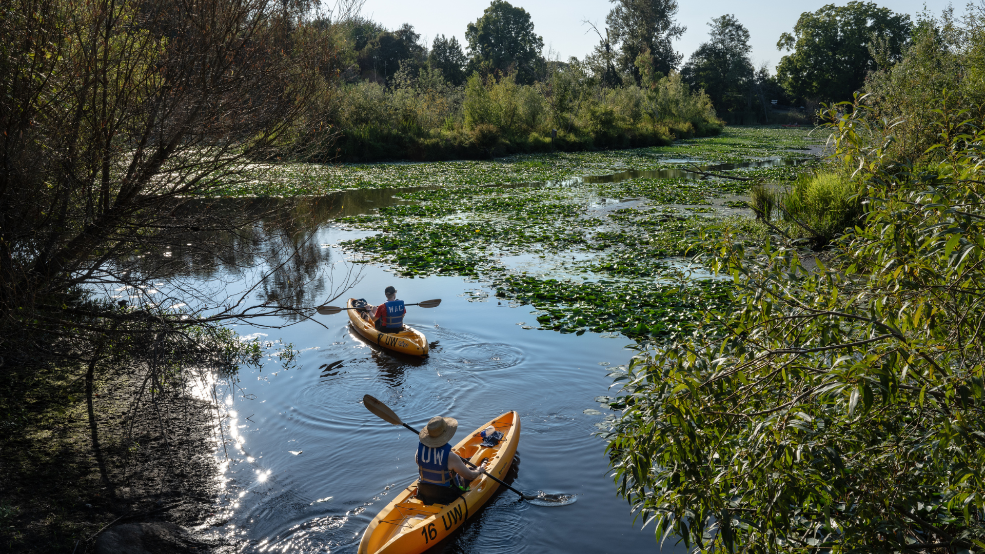 Two people in yellow kayaks paddle across water